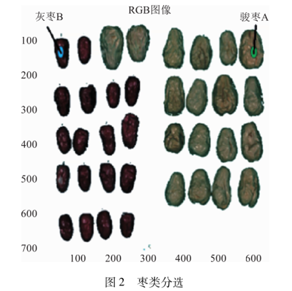 圖2 棗類分選
