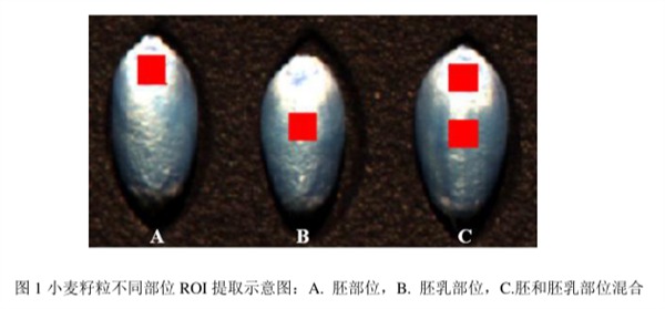 圖1小麥籽粒不同部位ROI提取示意圖：A.胚部位，B.胚乳部位，C.胚和胚乳部位混合