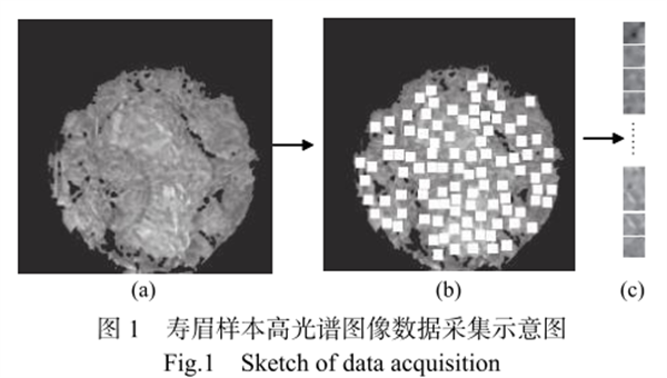 高光譜相機成像技術(shù)在白茶儲藏年份判別中的應用1