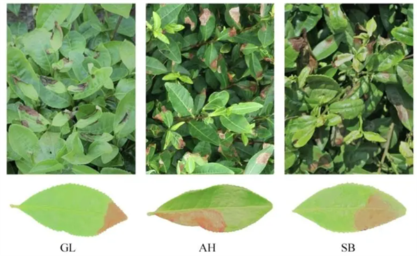 高光譜技術(shù)在茶葉上的應(yīng)用現(xiàn)狀